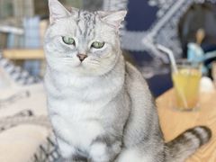 -平行世界·猫咖(首经贸店)