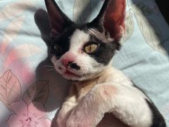 -宠福鑫康馨动物医院·骨科·眼科