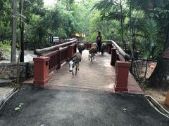 -清迈夜间动物园