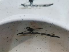 -兔爸私家小厨(新北万达店)