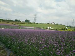 -紫颐香薰山谷景区