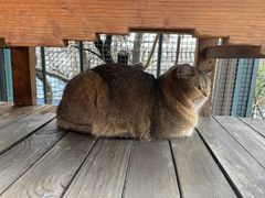 -喵屿·大理花园猫咖