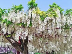-嘉定紫藤园