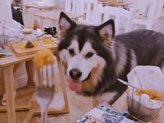 -李小姐の猫咖啡馆(五角场店)