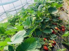 -南汇老顾农家乐采摘大团水蜜桃采摘店