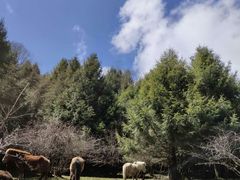 -硗碛藏寨·神木垒景区