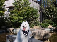 -上海崇明金茂凯悦酒店