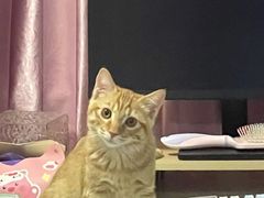 -pd派德宠物中心医院24H急重症·眼科中心·血液透析中心(嵩山北路店)