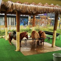 -萌宠亲子动物乐园(槐房万达店)