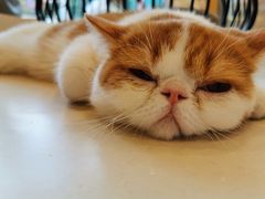 -飞行喵MR PILOT|猫舍·猫咖(静安大融城店)