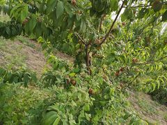 -杨柳青园艺科技博览园