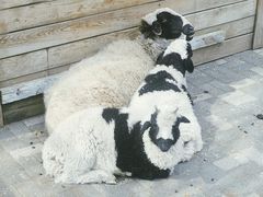 -长白岛森林公园