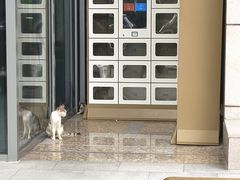 -上海佘山世茂艾美酒店