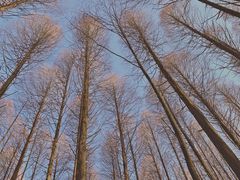 -武陵山森林公园