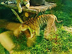 -西安秦岭野生动物园