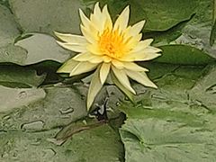 -广州逸林假日酒店·四季桃源中餐厅(白云山风景区店)