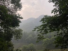 -龙坞茶村
