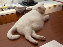 -有猫主题·治愈系猫咖(曾厝垵店)