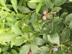 -花山蓝莓采摘园