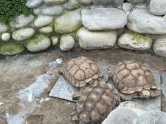 -南宫五洲植物乐园