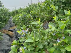 -楼兰新疆菜(江宁万达店)