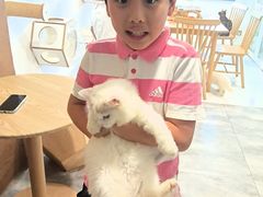 -楼上猫咖(罗湖店)