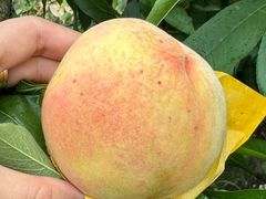 -南汇新场正宗水蜜桃采摘