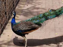 -青藏高原野生动物园