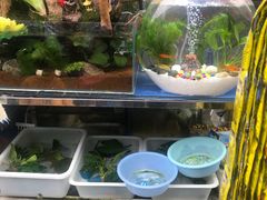 -曲阳花鸟市场(曲阳路店)