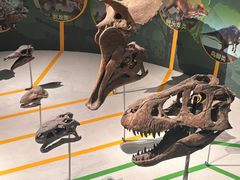 -国家自然博物馆