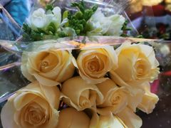 -花鸟鱼虫鲜花绿植市场(玉泉路店)