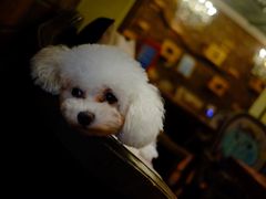 -more than meow吴止猫主题餐厅(承德 中船汇店)