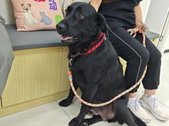 -美联众合动物医院·24h京西诊疗中心
