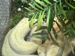 -上海大自然野生昆虫馆(东方明珠·爬宠昆虫探索中心)