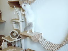 -Meowの猫咖(万家丽店)