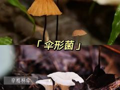 -灵山