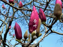-中国茶叶博物馆(双峰馆区)