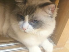 -是阿柴呀！柴犬咖啡·爱喵喵猫咖