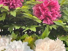 -莲花池公园