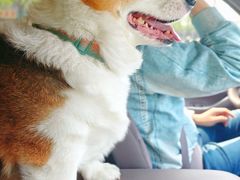 -爪吧宠物乐园 (温榆河示范区店)