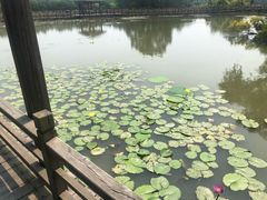 -大湾区中央湿地公园