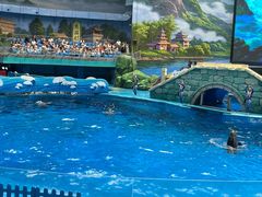 -海合安成都极地海洋公园