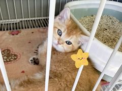 -翊宠yipet猫狗购宠庄园犬舍•猫舍