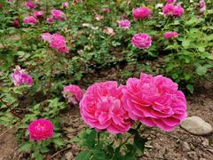 -大兴滨河森林公园