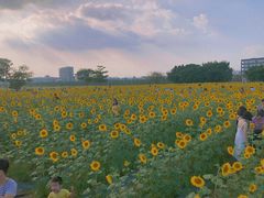 -光明小镇欢乐田园