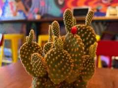 -Mesa Madre梅萨妈妈·Bintana(国贸店)