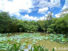 -大屏嶂森林公园