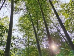 -炎陵县神农谷国家森林公园