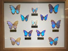 -上海昆虫博物馆