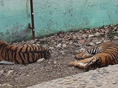 -栾川竹海野生动物园